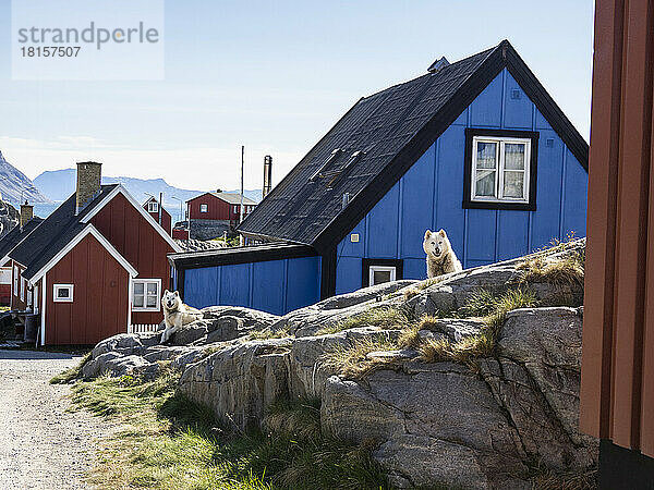 Ausgewachsener Grönlandhund (Canis familiaris)  der als Schlittenhund an Ketten gehalten wird  in Uummannaq  Grönland  Dänemark  Polarregionen