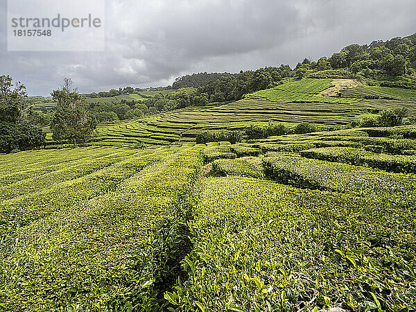 Verschlungene Teesträucher in der Teeplantage von Cha Gorreana  Azoren  Portugal  Atlantik