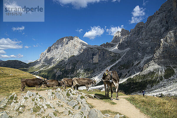 Pale di San Martino  Naturpark Paneveggio  Passo Rolle  Dolomiten  Trentino  Italien  Europa