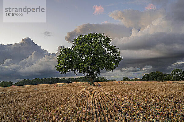 Einzelner Baum in gepflügtem Feld mit dramatischem Himmel  Congleton  Cheshire  England  Vereinigtes Königreich  Europa