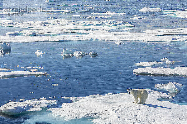 Ein junger männlicher Eisbär (Ursus maritimus) auf einer Eisscholle in der Baffin Bay  Nunavut  Kanada  Nordamerika