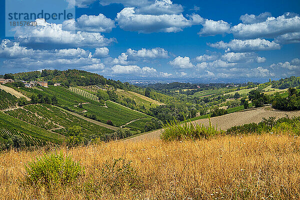 Hügel und Weinberge in der Sommersaison  Bobbio  Bezirk Piacenza  Emilia Romagna  Italien  Europa