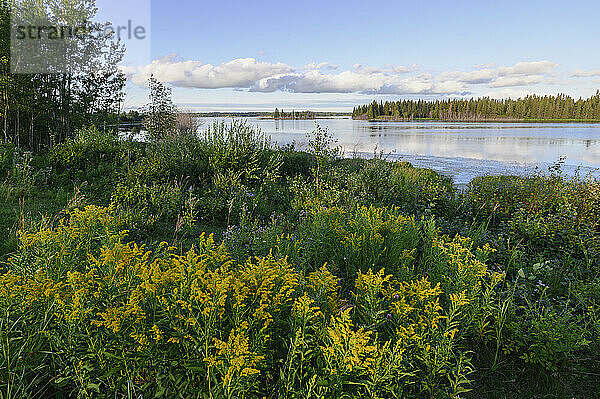 Wilde Goldrute (Solidago) blüht im Sommer am Astotin Lake  Elk Island National Park  Alberta  Kanada  Nordamerika
