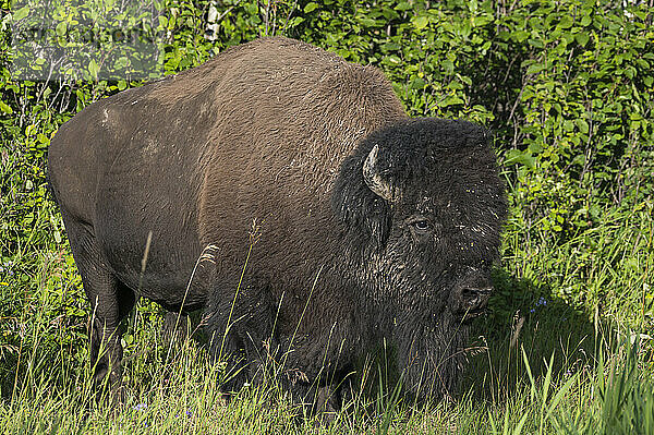 Wilder männlicher Bisonbulle (Büffel) im Sommer  Elk Island National Park  Alberta  Kanada  Nordamerika