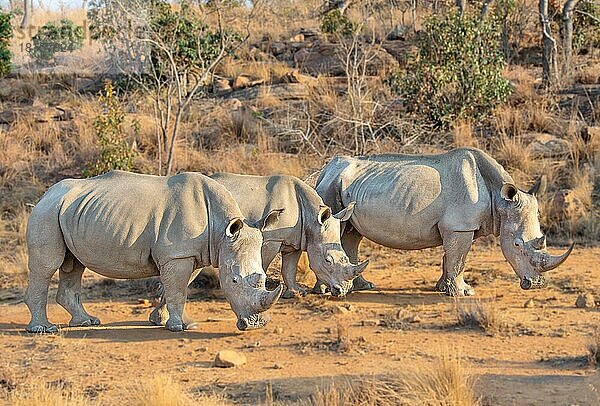 Nashörner im südafrikanischen Busch  Welgevonden Game Reserve  Limpopo  Südafrika  Afrika