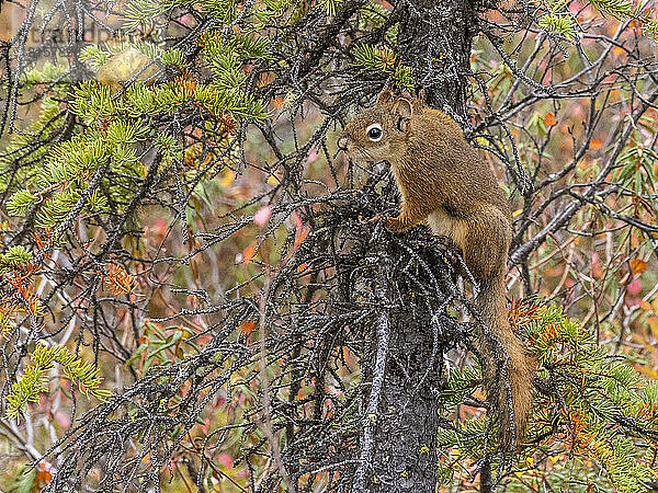 Ein erwachsenes Amerikanisches Rotes Eichhörnchen (Tamiasciurus hudsonicus) in den Bäumen im Denali National Park  Alaska  Vereinigte Staaten von Amerika  Nordamerika