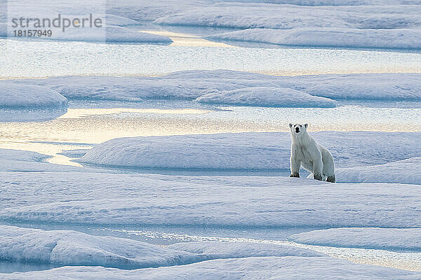 Ein einsamer Eisbär (Ursus maritimus) auf dem Eis im Lancaster Sound  Nunavut  Kanada  Nordamerika