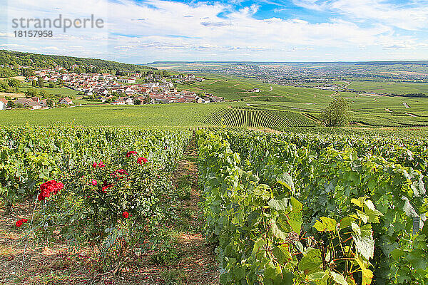 Weinberg mit Trauben für die Champagne  in der Nähe von Epernay  Marne  Frankreich  Europa