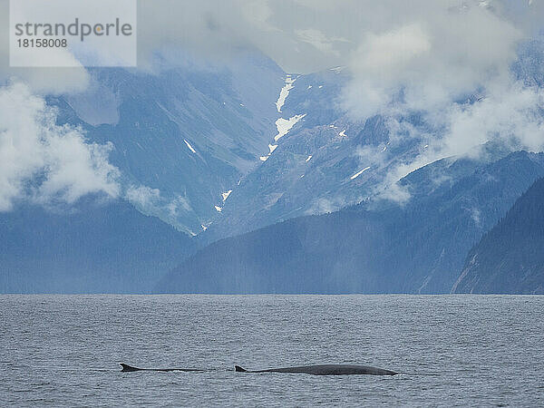 Ein Paar erwachsener Finnwale (Balaenoptera physalus) taucht im Kenai Fjords National Park auf  Alaska  Vereinigte Staaten von Amerika  Nordamerika