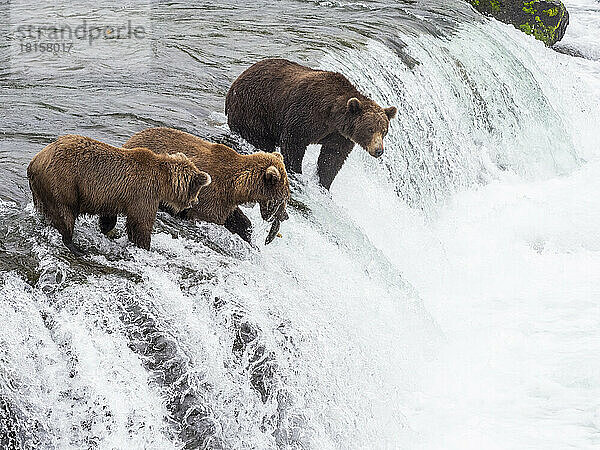 Erwachsene Braunbären (Ursus arctos) beim Lachsfang an den Brooks Falls  Katmai National Park and Preserve  Alaska  Vereinigte Staaten von Amerika  Nordamerika