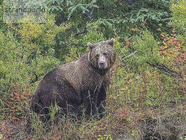 Ein junger Braunbär (Ursus arctos) entlang der Uferlinie im Lake Clark National Park and Preserve  Alaska  Vereinigte Staaten von Amerika  Nordamerika
