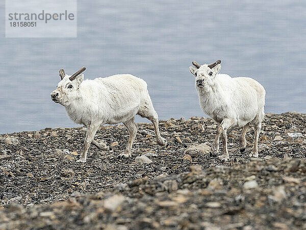 Spitzbergen-Rentier (Rangifer tarandus platyrhynchus) beim Laufen am Strand in Mushamna  Svalbard  Norwegen  Europa