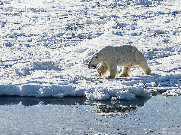 Ein erwachsener männlicher Eisbär (Ursus maritimus) beim Spaziergang auf dem Festeis im Storfjorden  Svalbard  Norwegen  Europa