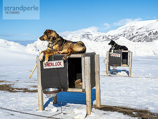 Camp Barentz  ein Hundeschlittentrainingsgelände in der Nähe von Longyearbyen  Svalbard  Norwegen  Norwegen  Europa