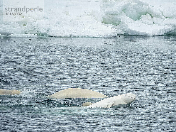 Eine kleine Gruppe von Belugawalen (Delphinapterus leucas)  bestehend aus mehreren Männchen und einem einzelnen Weibchen bei der Paarung  Svalbard  Norwegen  Europa