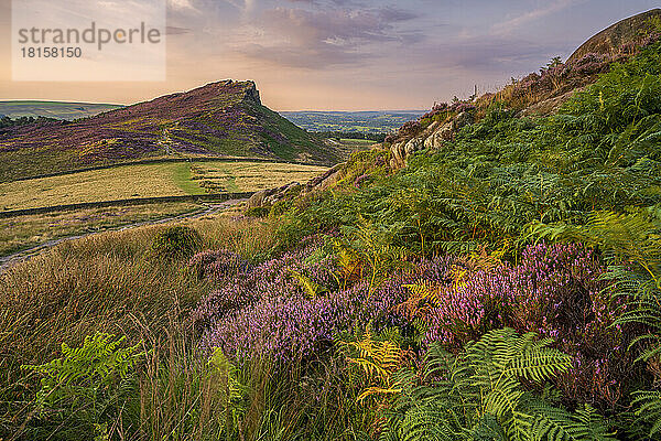 Henne Wolke mit Heidekrautdecke  The Peak District  Staffordshire  England  Vereinigtes Königreich  Europa