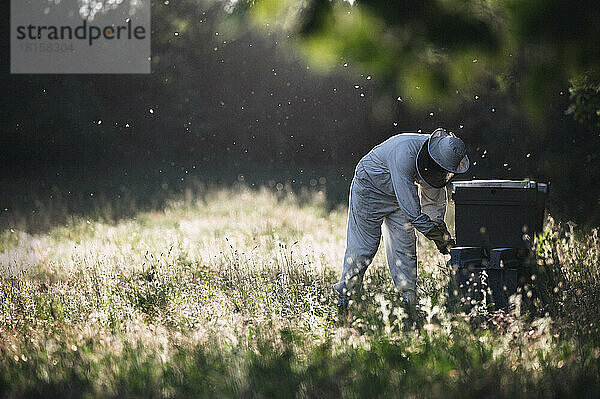 Seitenansicht eines Imkers bei der Arbeit mit Bienenstöcken.