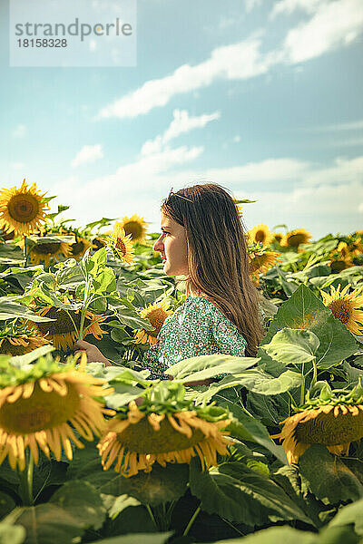 Porträt eines Mädchens inmitten eines Sonnenblumenfeldes an einem sonnigen Tag
