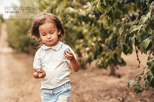 Kleines Mädchen im Obstgarten Pflaumen  Ernte