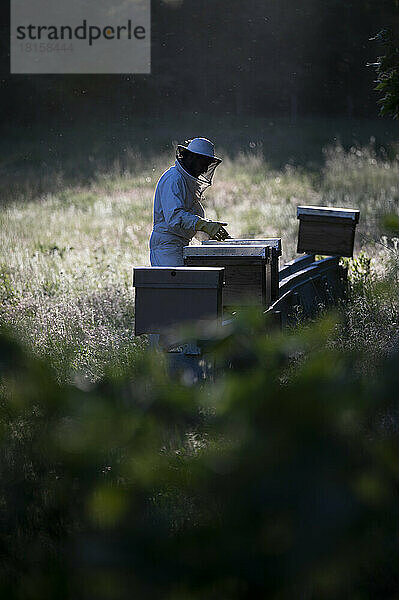 Seitenansicht eines Imkers bei der Arbeit mit Bienenstöcken.