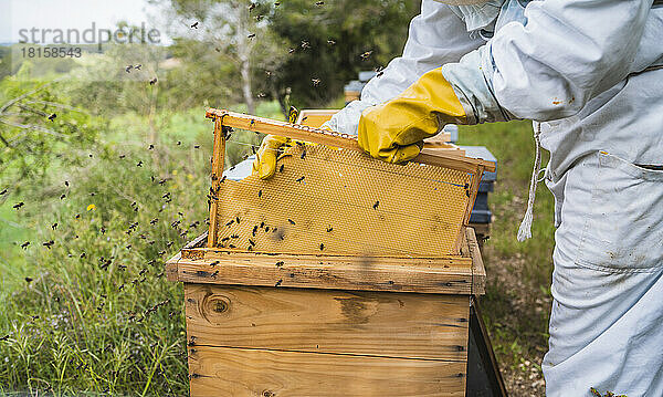 Nahaufnahme von Imkerhänden beim Entfernen des Wachses vom Bienenstockkörper.