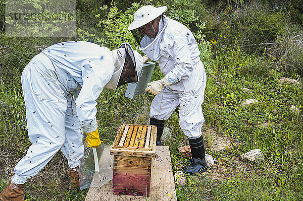 Zwei Imker mit Schutzanzug bei der Arbeit mit Bienenstöcken.