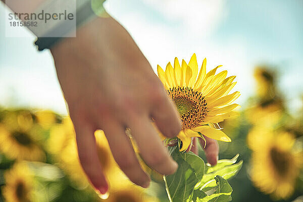 Die Hand eines Teenagers pflückt Blütenblätter von einer Sonnenblume