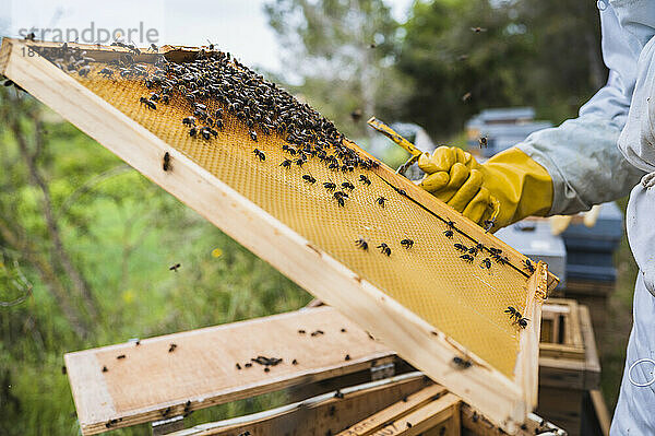 Imker bei der Kontrolle des Bienenstocks für die Honigentnahme.