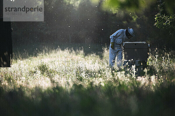 Seitenansicht eines Imkers bei der Arbeit mit Bienenstöcken.