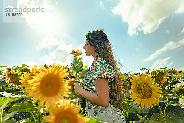 Junges Mädchen riecht an einer Sonnenblume in einem Sonnenblumenfeld