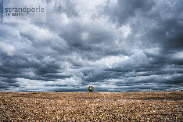 einsamer Baum in gepflügtem Ackerfeld mit stürmischem Himmel
