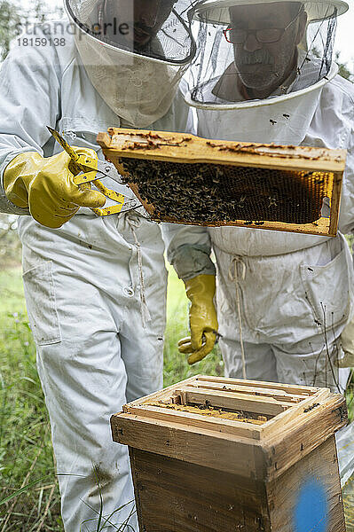 Zwei Männer kontrollieren einen Bienenstock voller Bienen.