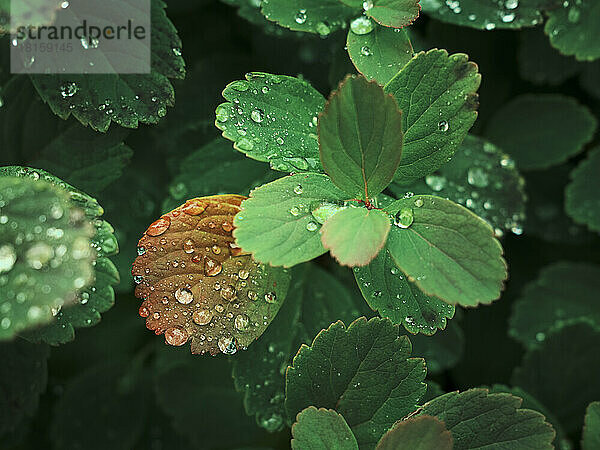 Rot werdendes Blatt im Herbst