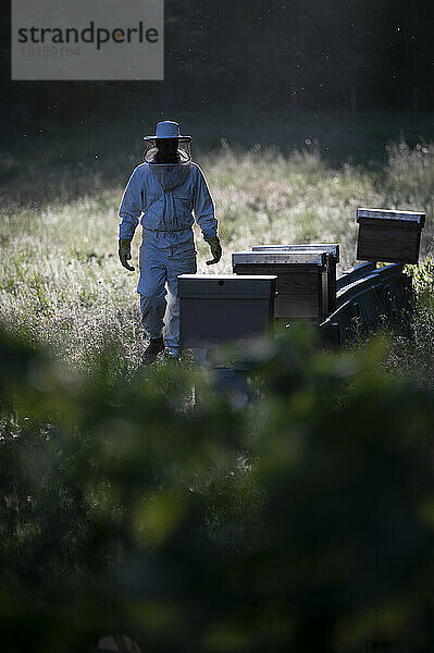 Silhouette eines Imkers bei der Arbeit mit Bienenstöcken.