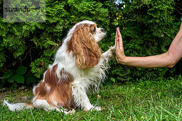 Junge Frau unterrichtet ihren Hund Cavalier im Freien. Hallo Fünf!