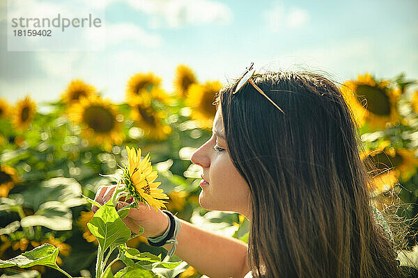 Junges brünettes Mädchen riecht an einer Sonnenblume in einem Sonnenblumenfeld