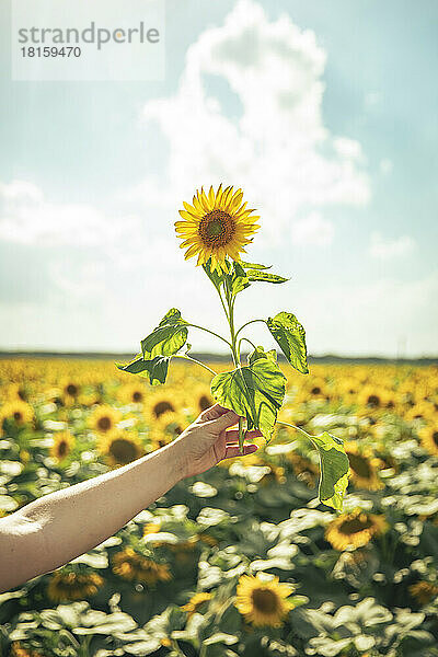 Die Hand eines jungen Mädchens hält eine Sonnenblume in einem Sonnenblumenfeld