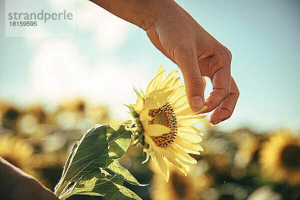 Die Hand eines Teenagers pflückt Blütenblätter von einer Sonnenblume