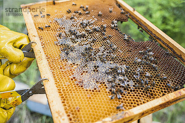 Nahaufnahme eines Bienenstocks  dessen Honig von einem Imker inspiziert wird.