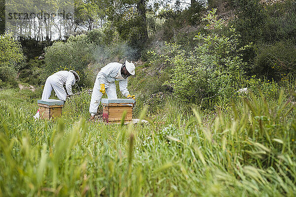 Imker kontrolliert Bienenstöcke auf einer Wiese.