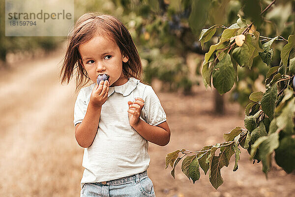 Kleines Mädchen im Obstgarten Pflaumen  Ernte