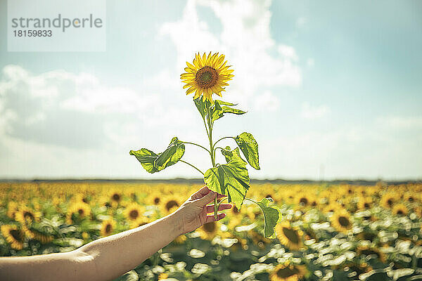 Die Hand eines jungen Mädchens hält eine Sonnenblume in einem Sonnenblumenfeld