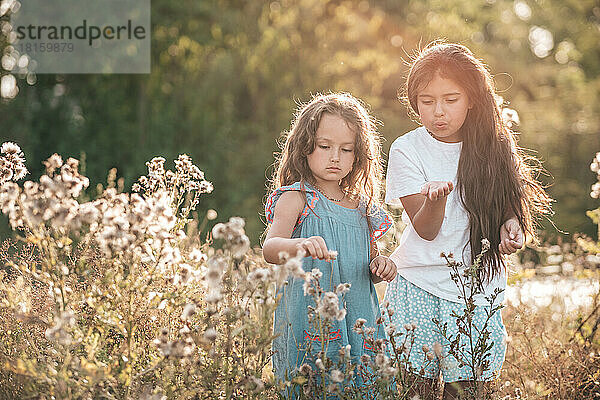 zwei Mädchen in der Natur pflücken Blumen in der untergehenden Sonne Porträt