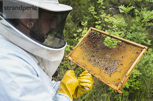 Imker bei der Kontrolle des Bienenstocks für die Honigentnahme.