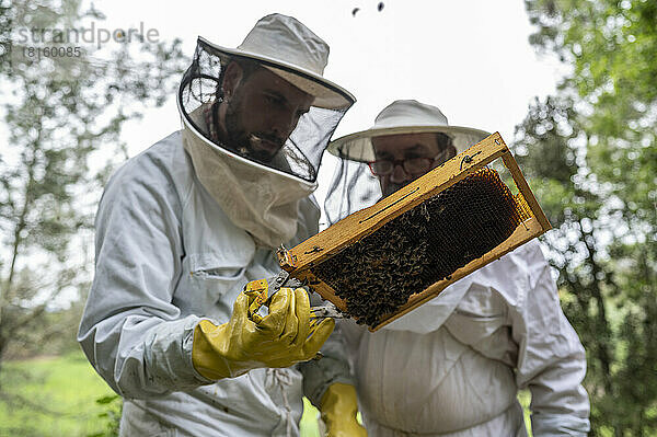 Zwei Männer kontrollieren einen Bienenstock voller Bienen.