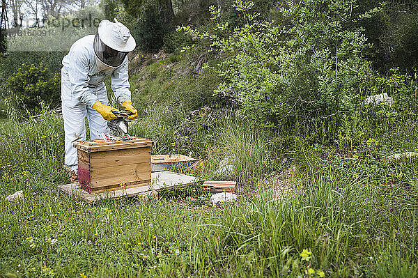 Imker beim Einsatz eines Smokers in einem Bienenstock.