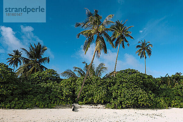Tropische Landschaft  Thaa-Atoll  Malediven