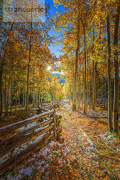 Herbstfarbene Espenbäume mit Holzzaun - Silver Jack Reservoir