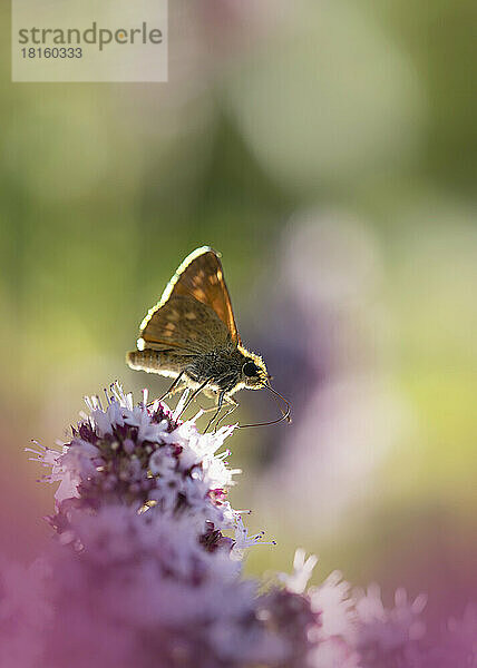 Großer Skipper (Ochlodes sylvanus) hockt auf einer Wildblume