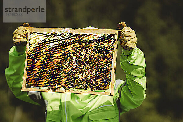 Imker hält Bienenstock an sonnigem Tag